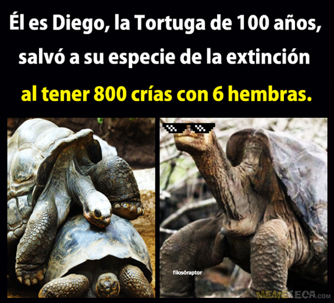 memes de tortuga